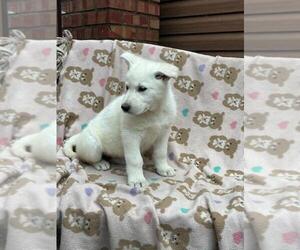 Medium German Shepherd Dog