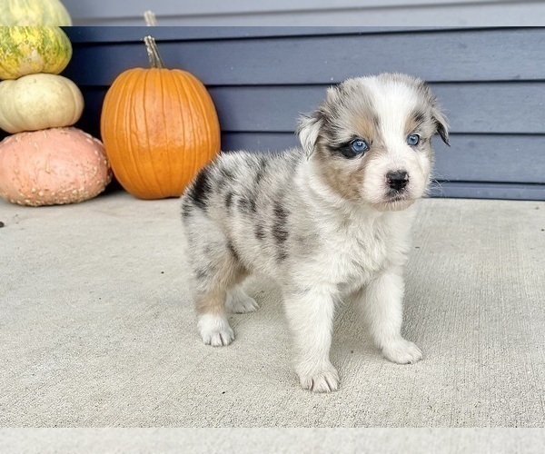 Medium Photo #3 Australian Shepherd Puppy For Sale in LODA, IL, USA