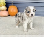 Small #2 Australian Shepherd