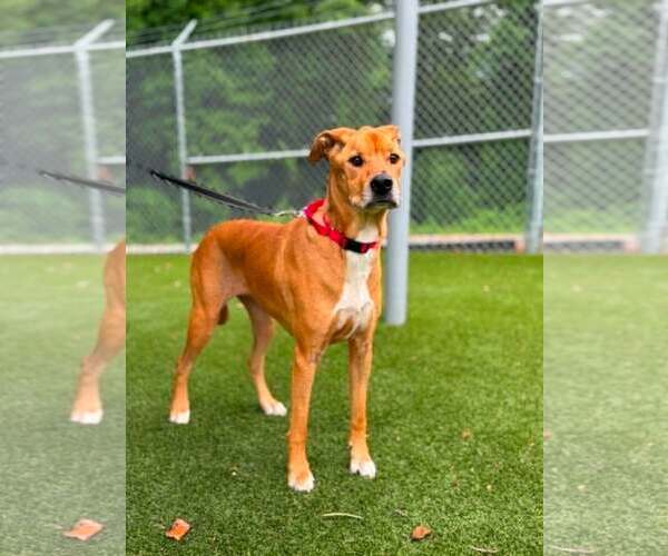 Medium Photo #1 Mutt Puppy For Sale in Shelburne, VT, USA