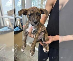 Holland Shepherd Dogs for adoption in San Antonio, TX, USA