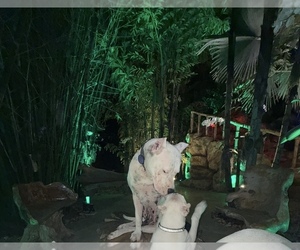 Mother of the Dogo Argentino puppies born on 07/16/2025