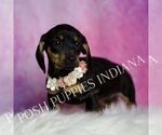 Small #4 Dachshund