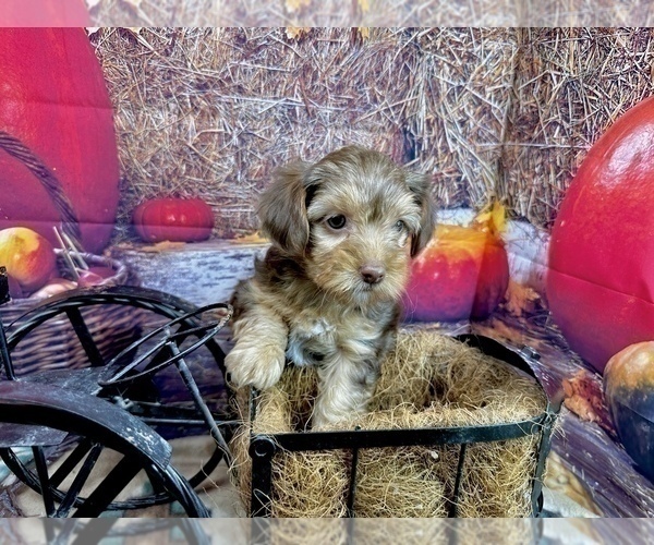 Medium Photo #2 Morkie Puppy For Sale in CASSVILLE, MO, USA