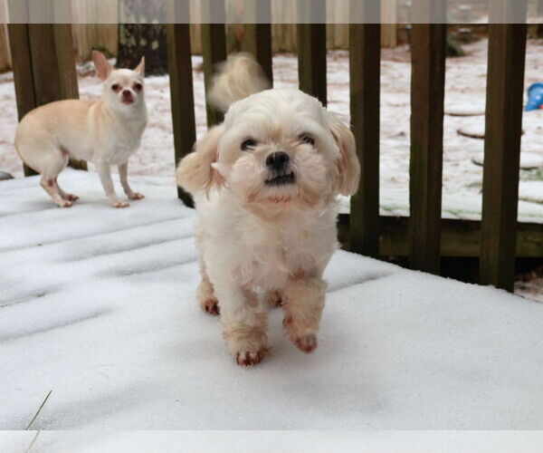 Medium Photo #9 Mal-Shi Puppy For Sale in Spring Lake, NC, USA