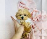 Small #14 Maltese