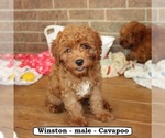Small #2 Cavapoo