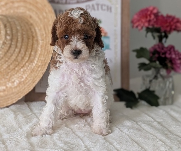 Medium Photo #24 Poodle (Miniature) Puppy For Sale in GOSHEN, IN, USA