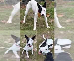 Bull Terrier-Unknown Mix Dogs for adoption in Brewster, MA, USA