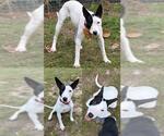 Small Bull Terrier Mix