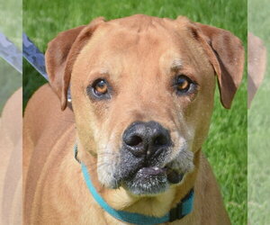American Staffordshire Terrier-Unknown Mix Dogs for adoption in Huntley, IL, USA