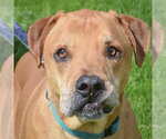Small American Staffordshire Terrier Mix