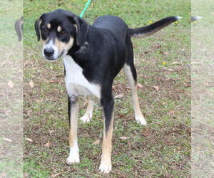 Labrador Retriever-Unknown Mix Dogs for adoption in Prattville, AL, USA
