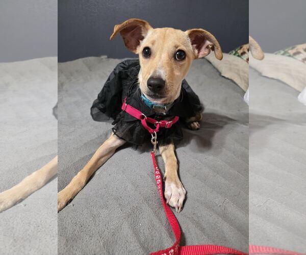 Medium Photo #8 Jack Chi Puppy For Sale in Princeton, MN, USA