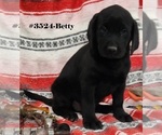 Puppy Betty Labrador Retriever