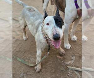 Miniature Bull Terrier Dogs for adoption in Santa Maria, CA, USA