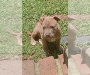 American Pit Bull Terrier Puppy for sale in MEMPHIS, TN, USA