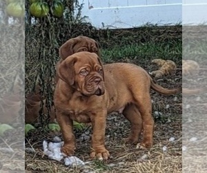 Dogue de Bordeaux Puppy for Sale in HIGHSPIRE, Pennsylvania USA