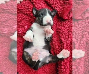Bull Terrier Puppy for sale in MULDROW, OK, USA