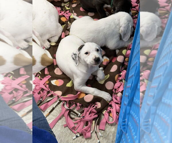 Medium Photo #7 Mutt Puppy For Sale in Wenonah, NJ, USA