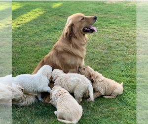 Father of the Golden Retriever puppies born on 01/31/2024