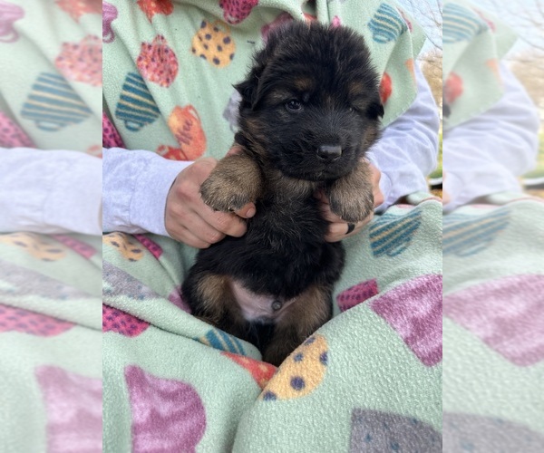 Medium Photo #1 German Shepherd Dog Puppy For Sale in NORFOLK, VA, USA