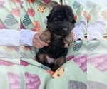 Small Photo #1 German Shepherd Dog Puppy For Sale in NORFOLK, VA, USA