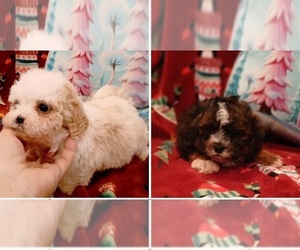 Maltese-Maltipoo (Miniature) Mix Puppy for Sale in PEABODY, Massachusetts USA
