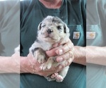 Puppy 2 Australian Shepherd