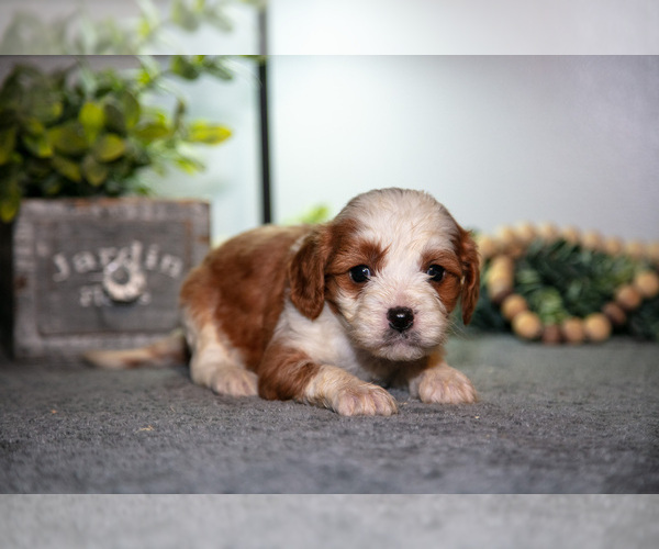 Medium Photo #14 Cavapoo (Miniature) Puppy For Sale in CAMDEN, MI, USA