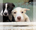 Small #2 American Staffordshire Terrier Mix