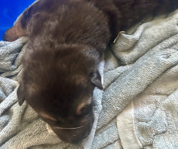 Medium Photo #6 German Shepherd Dog Puppy For Sale in EL CAJON, CA, USA