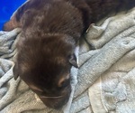 Small #5 German Shepherd Dog