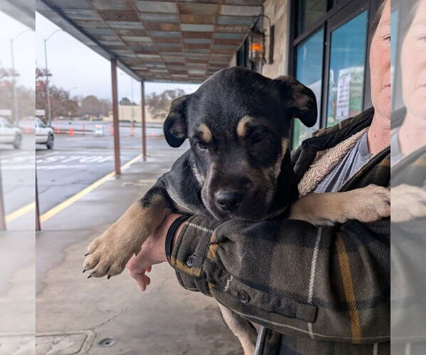 Medium Photo #1 Mutt Puppy For Sale in Chico, CA, USA