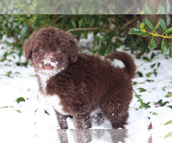 Medium Photo #1 Aussiedoodle Puppy For Sale in EDMOND, OK, USA