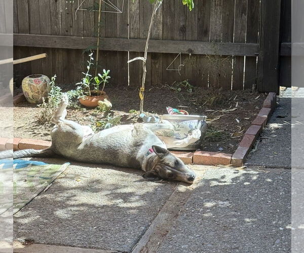 Medium Photo #3 Bull Terrier-Huskies  Mix Puppy For Sale in Davis, CA, USA