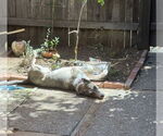 Small #2 Bull Terrier-Huskies  Mix