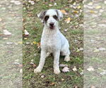 Small #4 Poodle (Standard) Mix