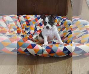 Australian Terrier-Chihuahua Mix Puppy for sale in SAINT CLOUD, FL, USA