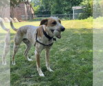 Small #3 Mutt