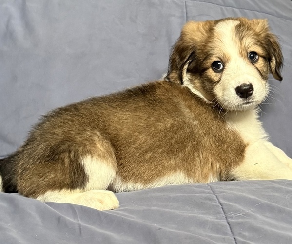 Medium Photo #6 Great Bernese Puppy For Sale in SPRINGFIELD, OH, USA