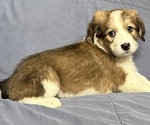 Small #5 Great Bernese