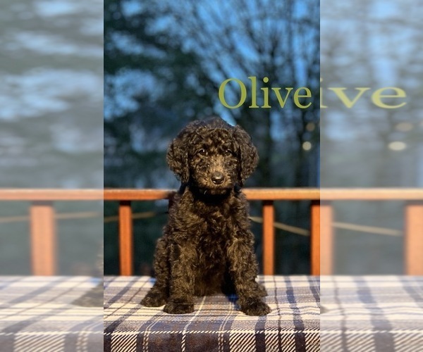 Medium Photo #1 Goldendoodle Puppy For Sale in WEST LINN, OR, USA