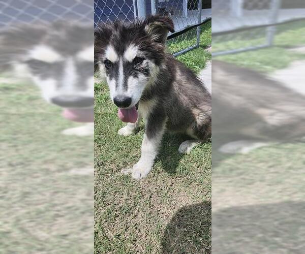 Medium Photo #1 Huskies -Unknown Mix Puppy For Sale in San Antonio, TX, USA