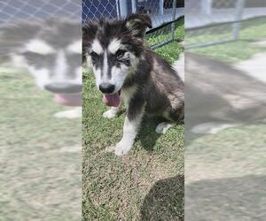 Huskies -Unknown Mix Dogs for adoption in San Antonio, TX, USA