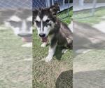Small Huskies  Mix