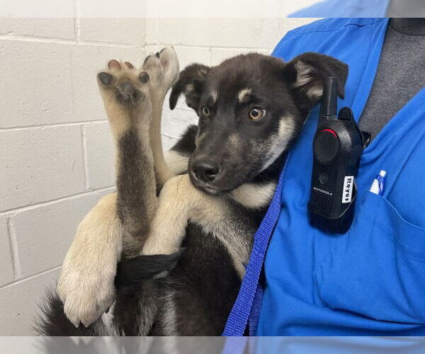 Medium Photo #1 German Shepherd Dog-Unknown Mix Puppy For Sale in San Bernardino, CA, USA