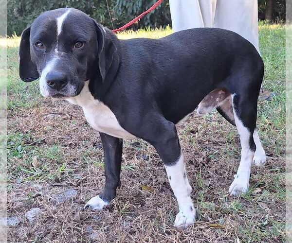 Medium Photo #2 Basset Collie Puppy For Sale in Wetumpka, AL, USA