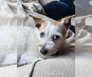 Mutt Dogs for adoption in Bellevue, WA, USA