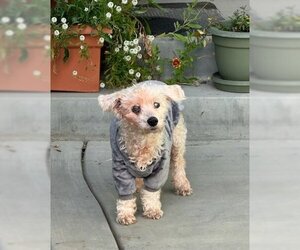 Poodle (Standard)-Unknown Mix Dogs for adoption in San Jose, CA, USA